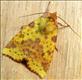 2273 (73.181) Pink-barred Sallow